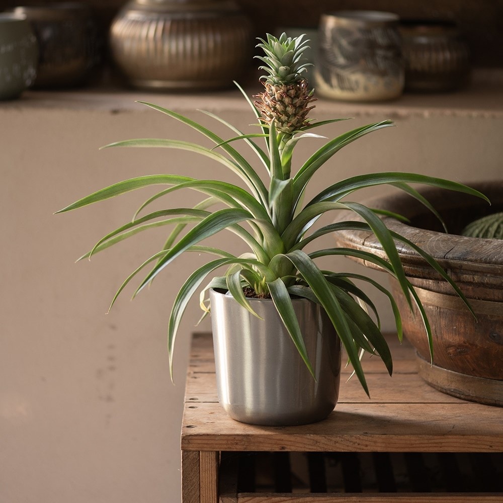 Silver pot