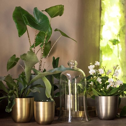 Orchid bell cloche