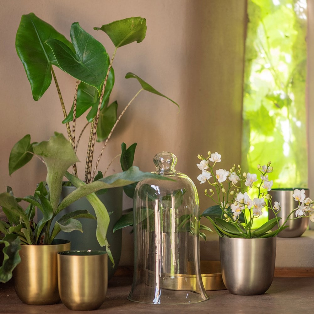 Orchid bell cloche