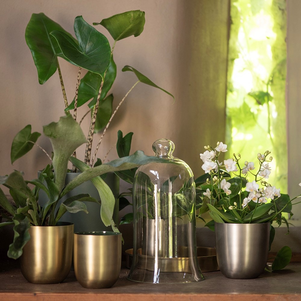 Orchid bell cloche