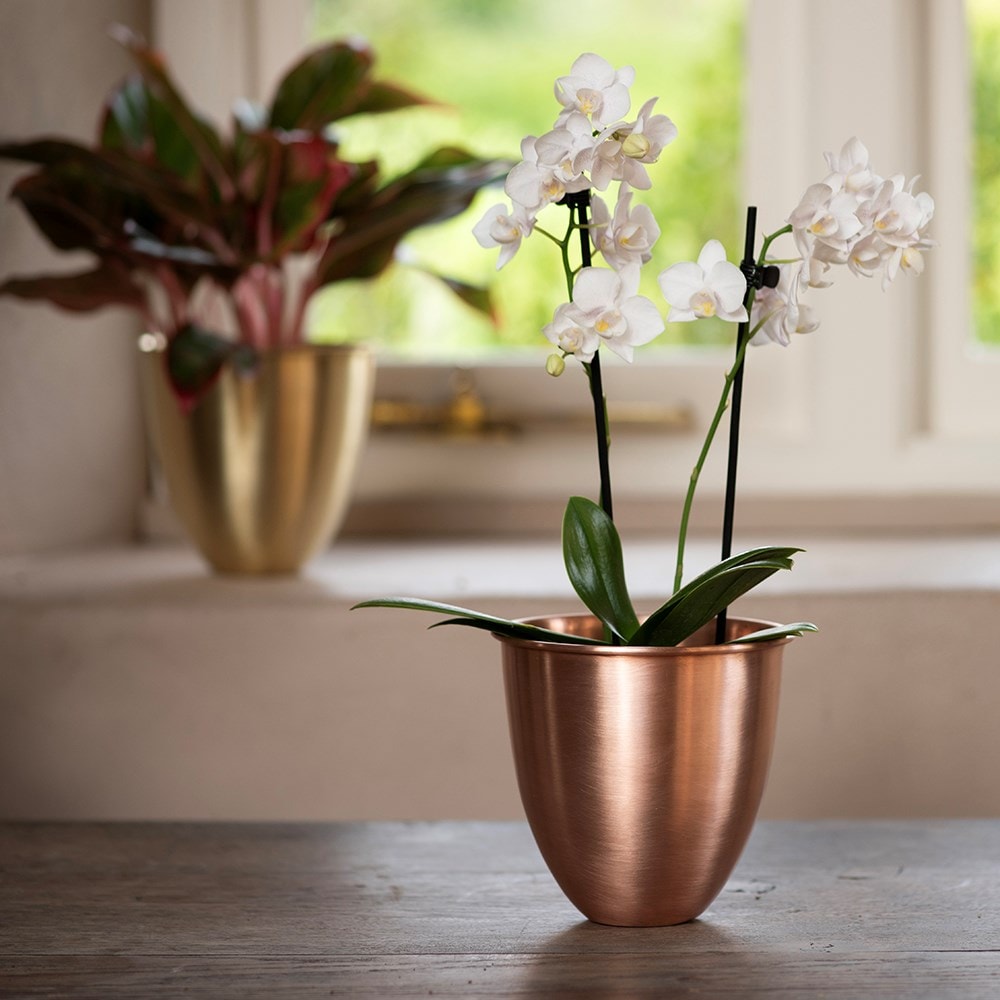 Product options image