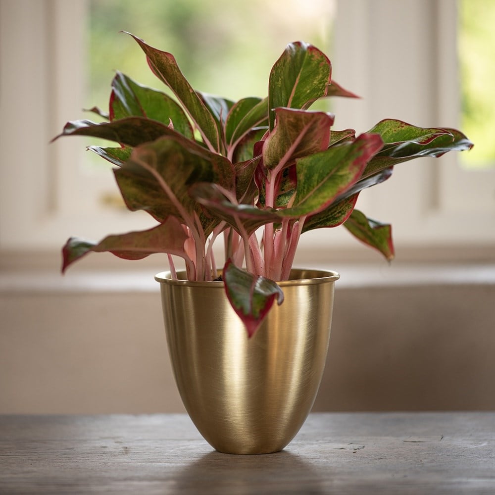 Product options image