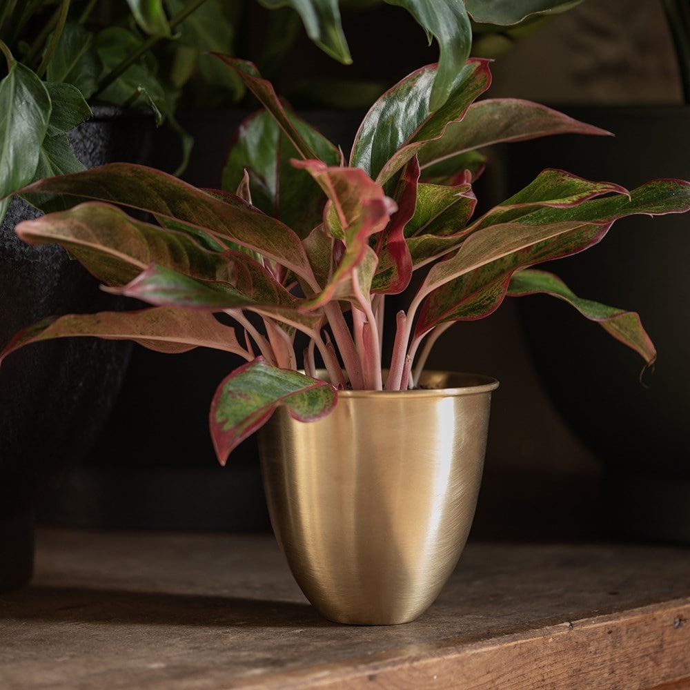 Brushed brass pot