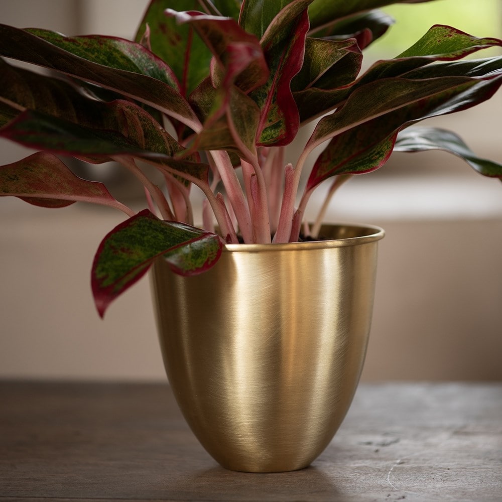 Brushed brass pot