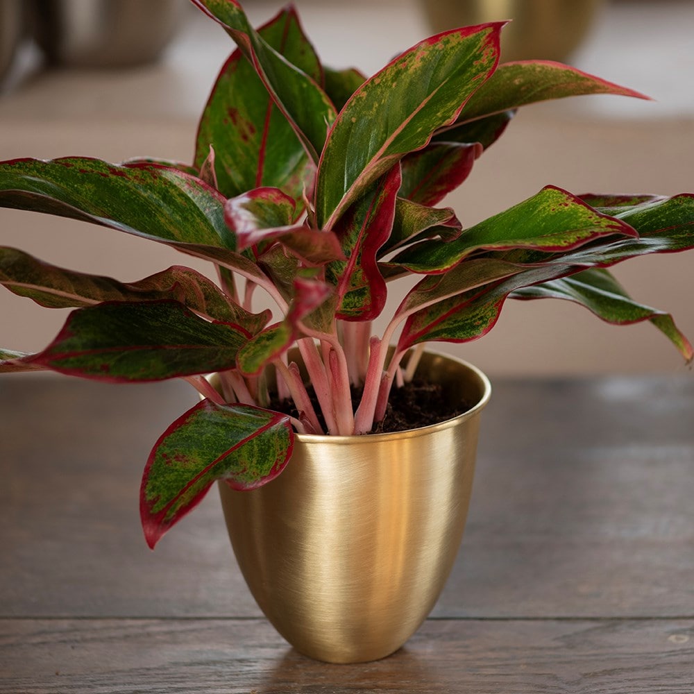 Brushed brass pot