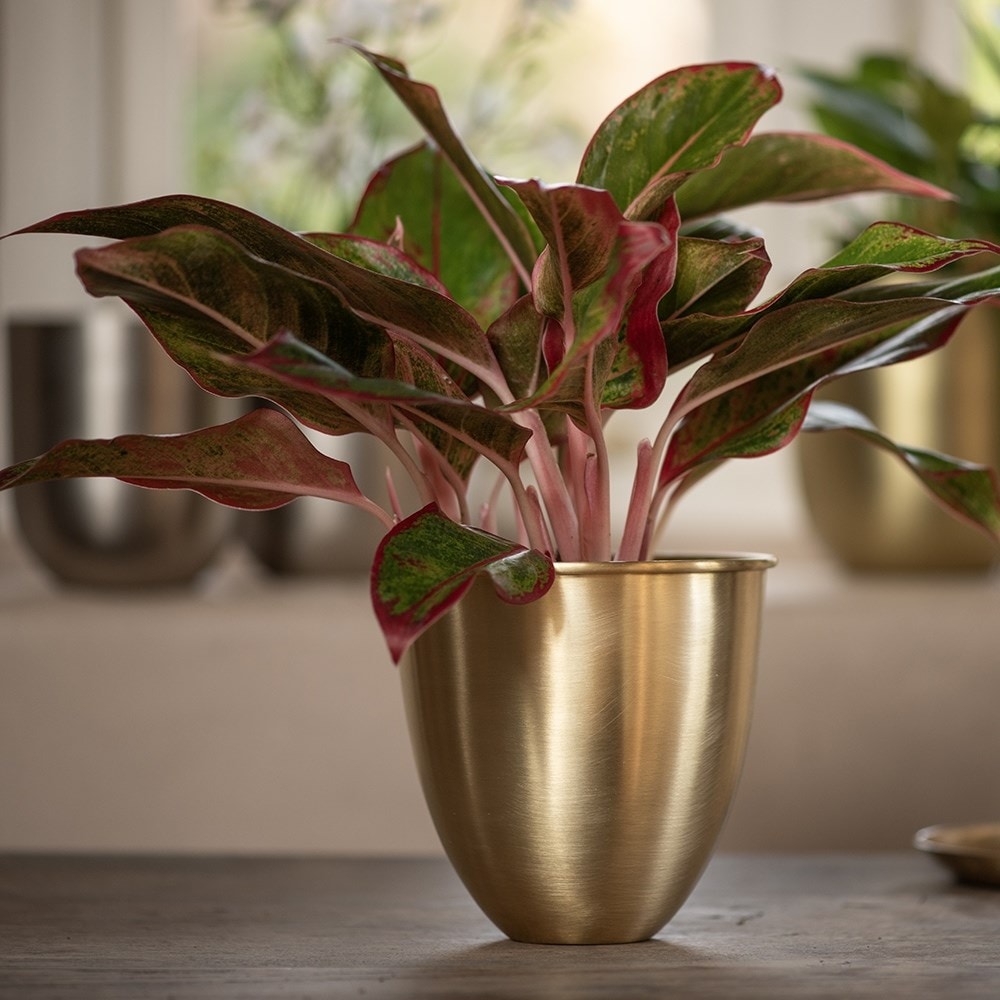 Brushed brass pot