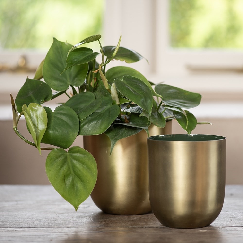 Brushed golden pot with enamel interior