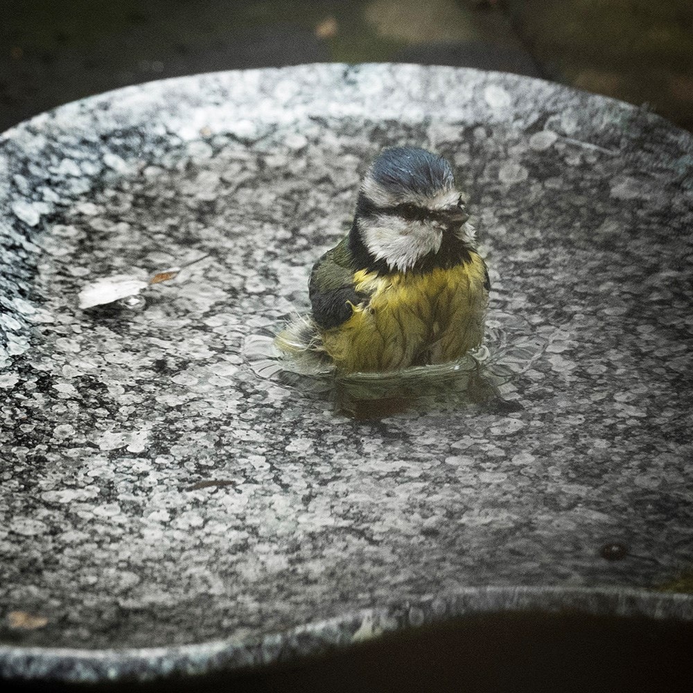 Clover bird bath - speckled grey