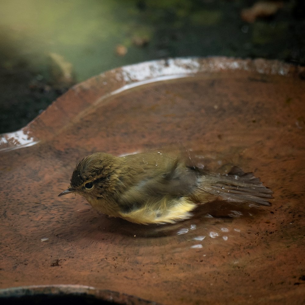 Clover bird bath - rusty brown