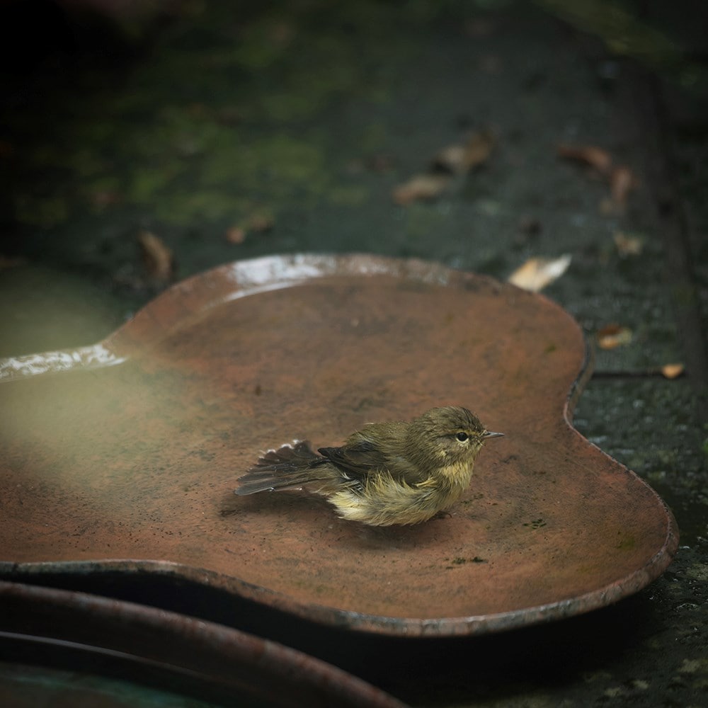 Clover bird bath - rusty brown