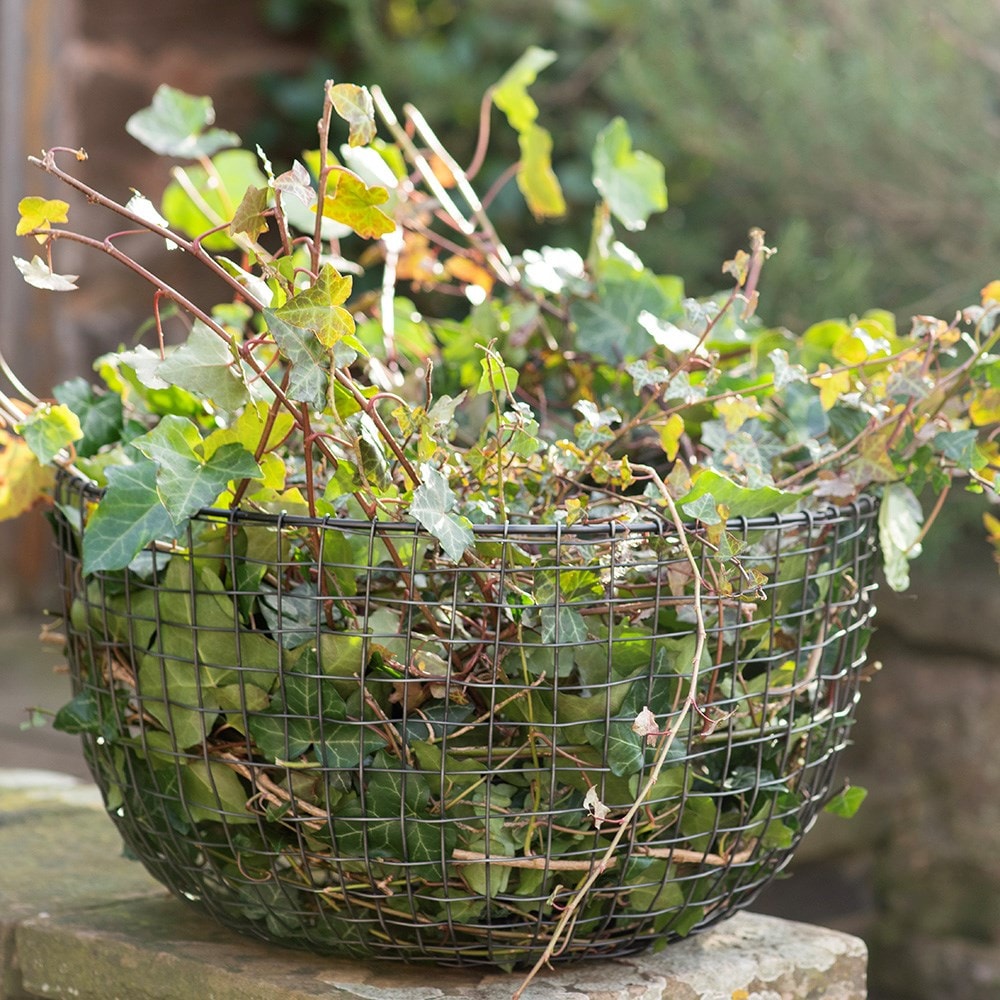Cloche/basket - antique pewter