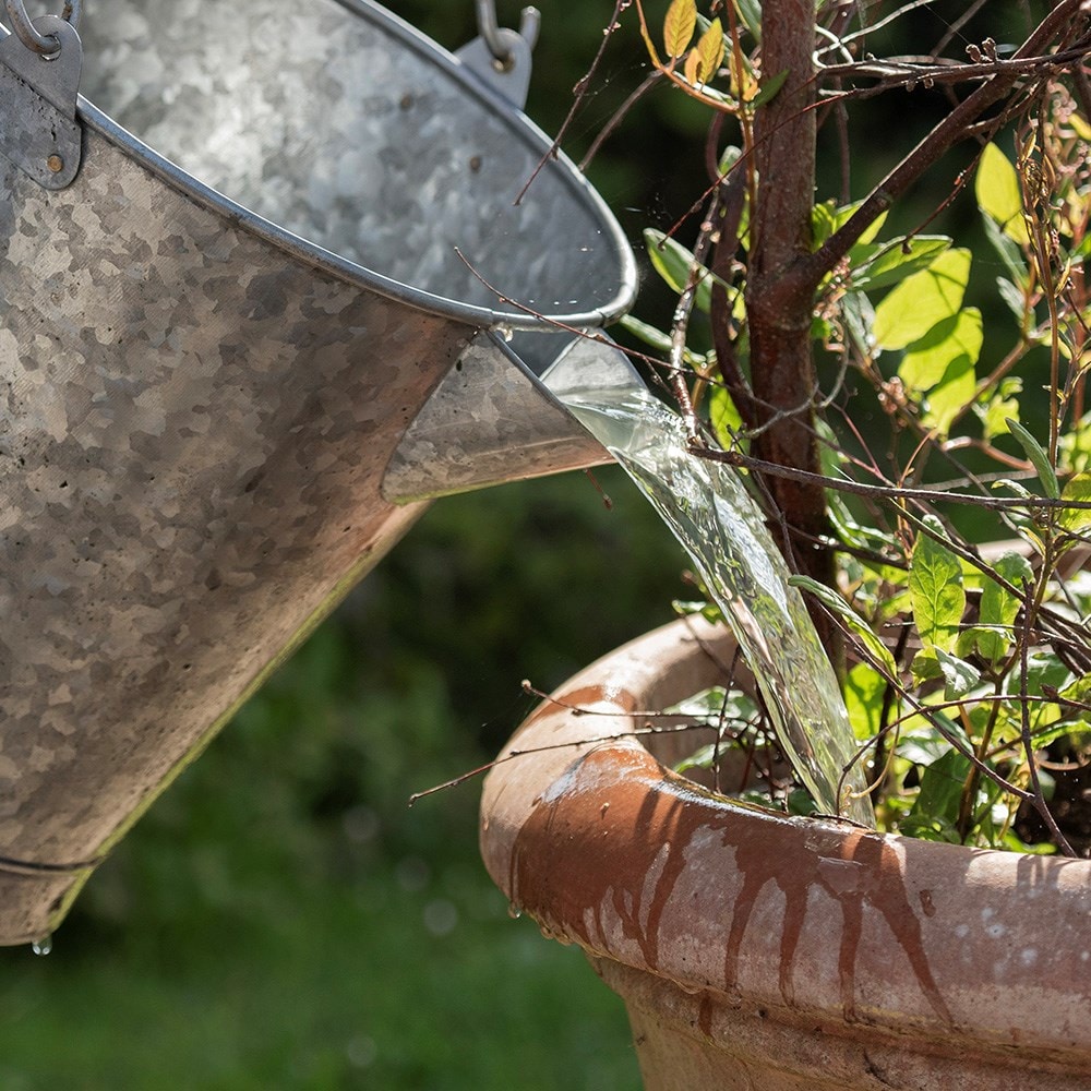 Dip watering bucket