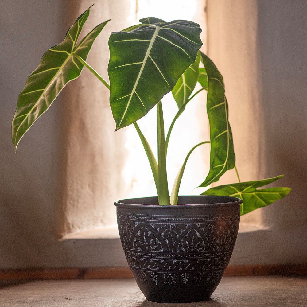 Traditionally etched black pot 