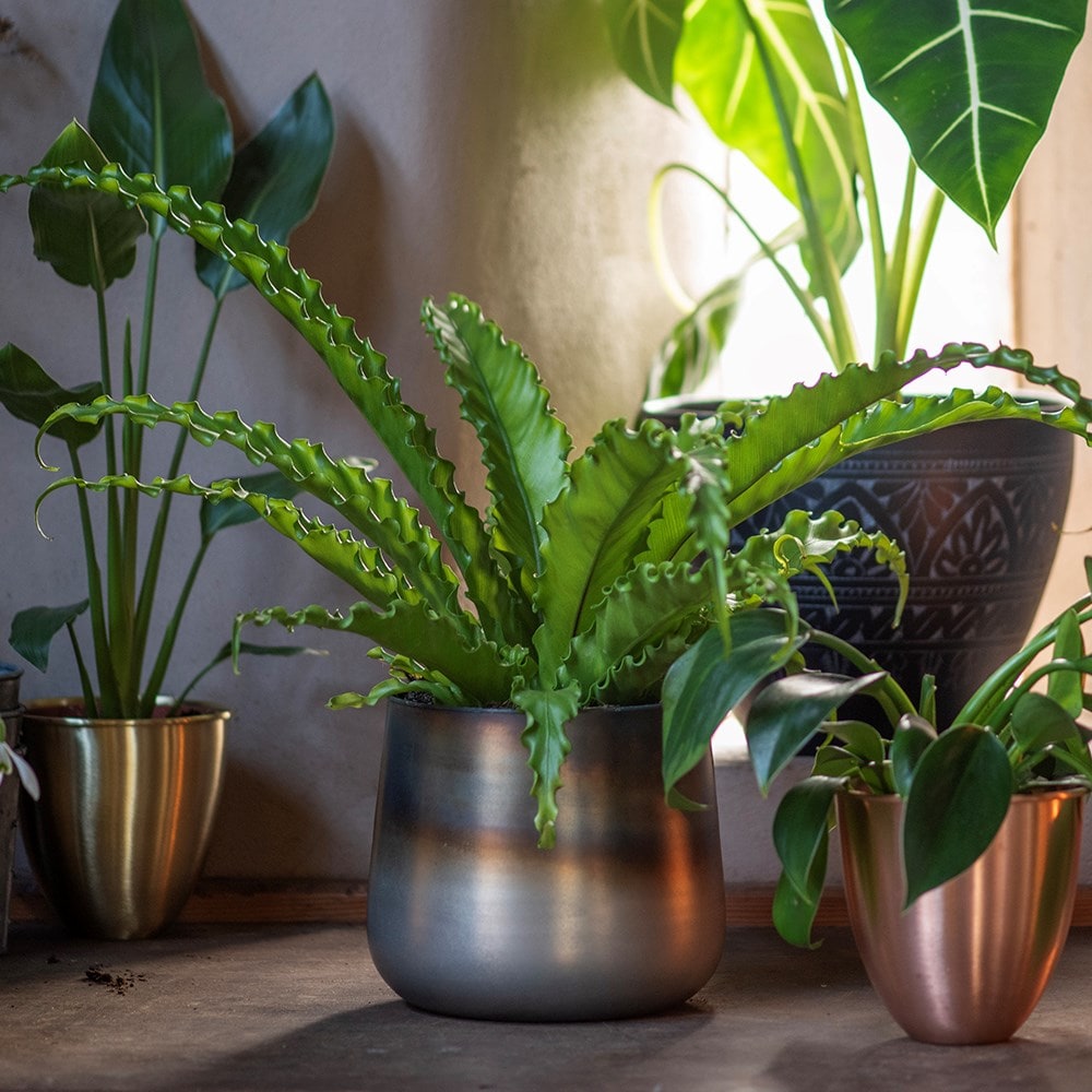 Product options image