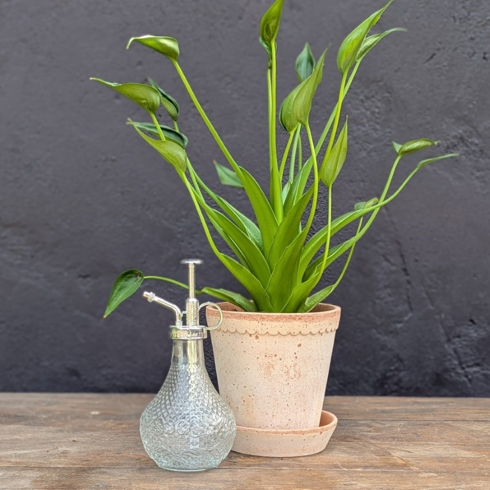 Houseplant mister - clear glass