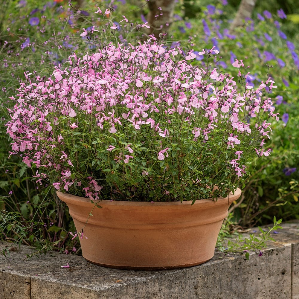 Terracotta salvia pot