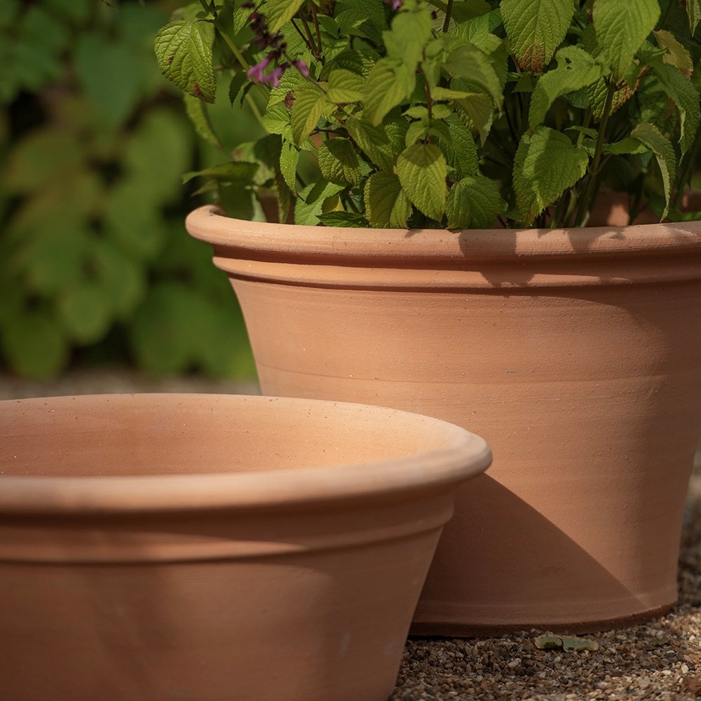 Terracotta salvia pot