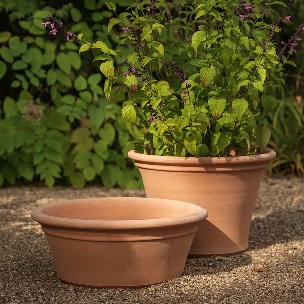 Terracotta salvia pot