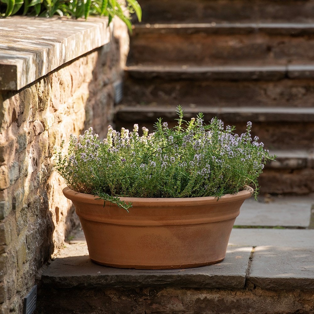 Terracotta salvia pot