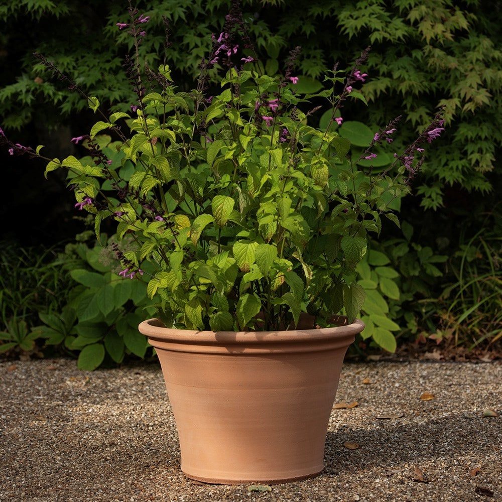 Terracotta salvia pot