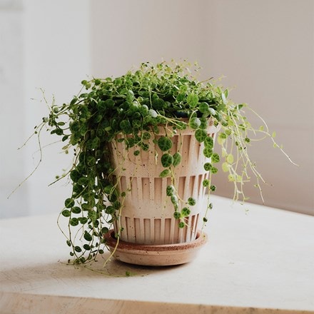 Geometric design tapered plant pot with saucer - terracotta