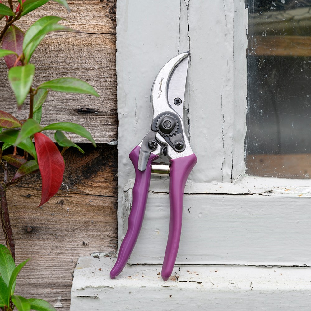 RHS Burgon and Ball secateur with gift box floral print -  asteraceae