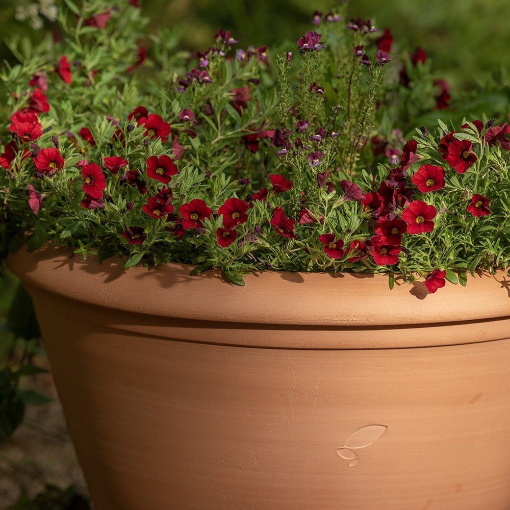 Terracotta bedding/bulb pot