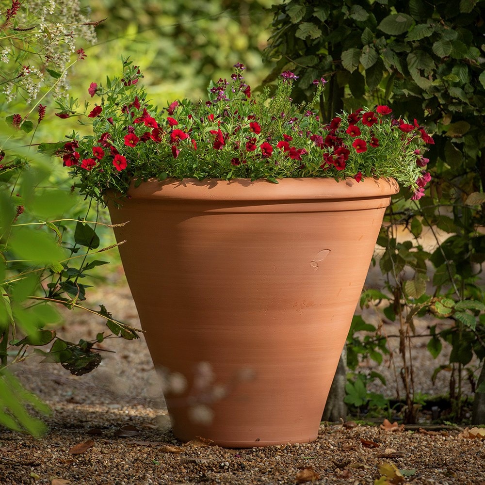 Terracotta bedding/bulb pot