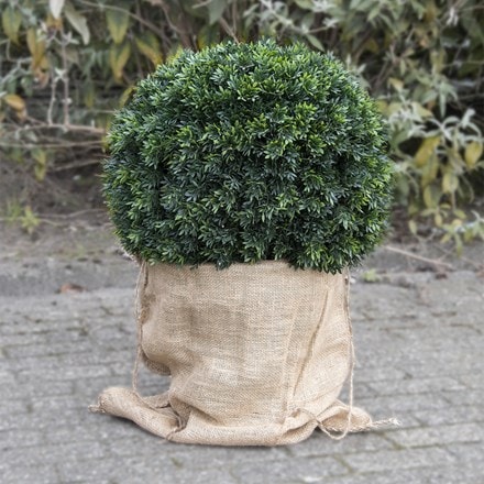 Jute plant bag