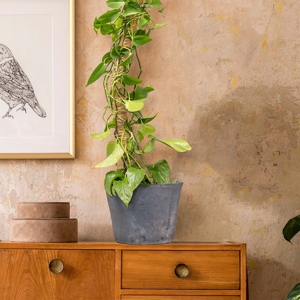 Flexible coir plant support stick 