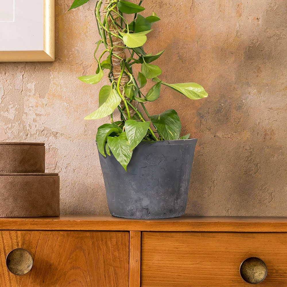 Flexible coir plant support stick 