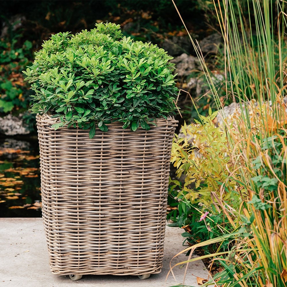 Large square rattan planter on wheels