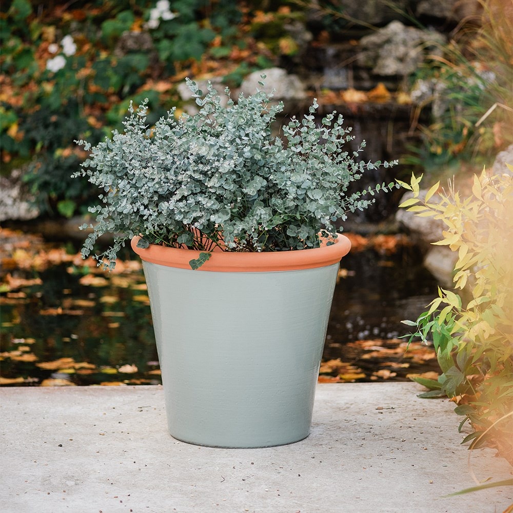 Sage green tree pot