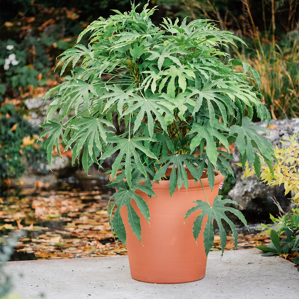 Product options image