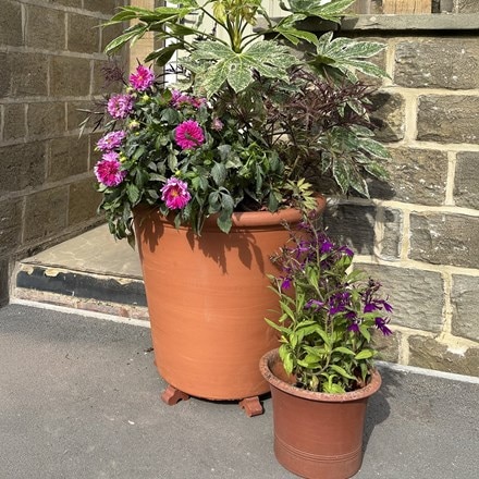 Terracotta tree pot