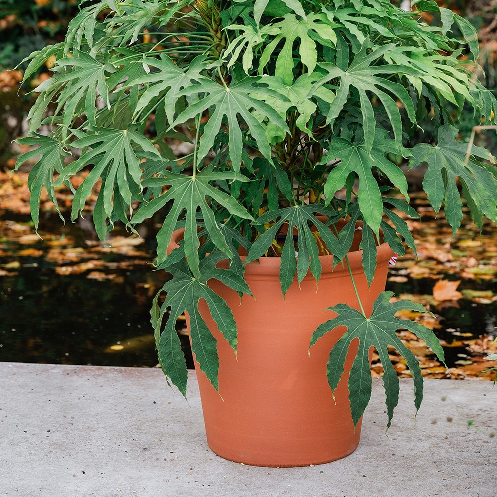 Terracotta tree pot