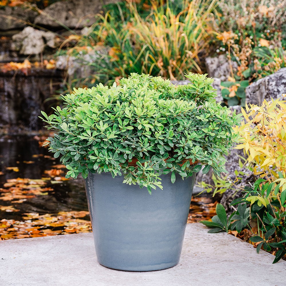 Product options image