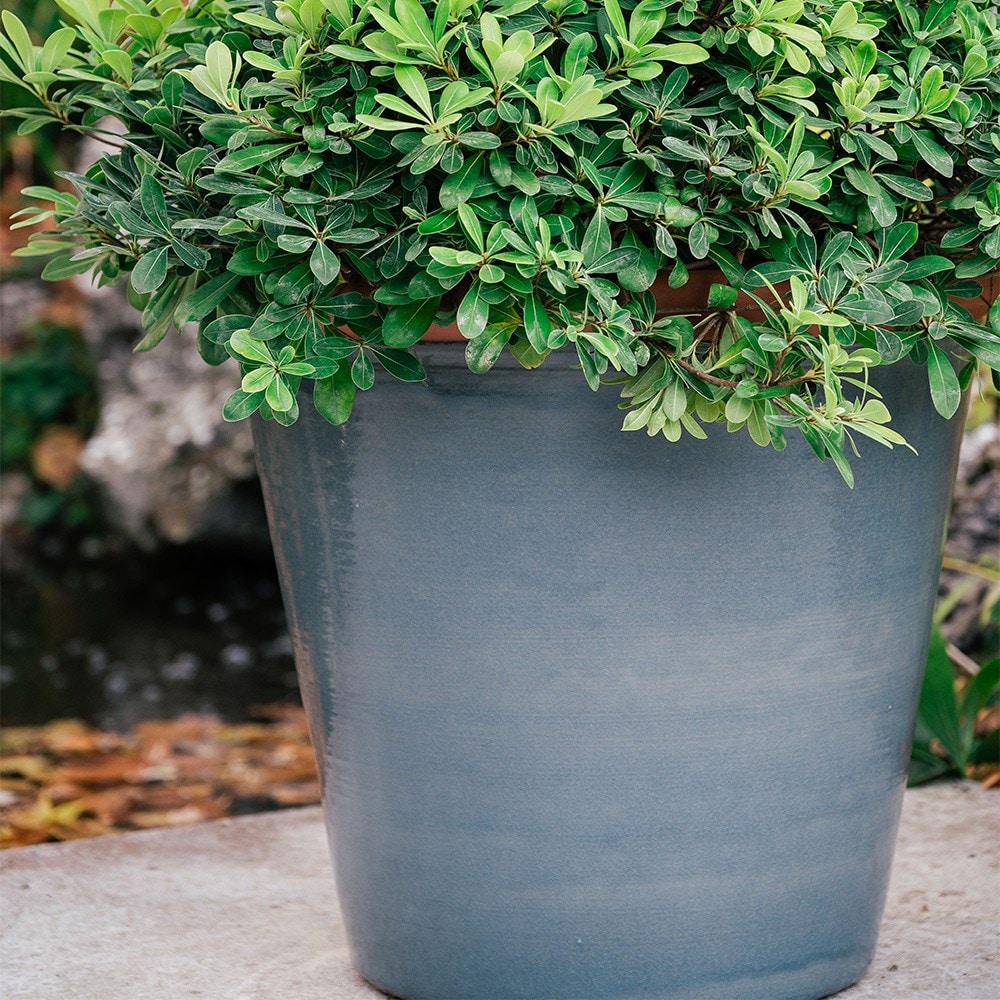 Grey tree pot