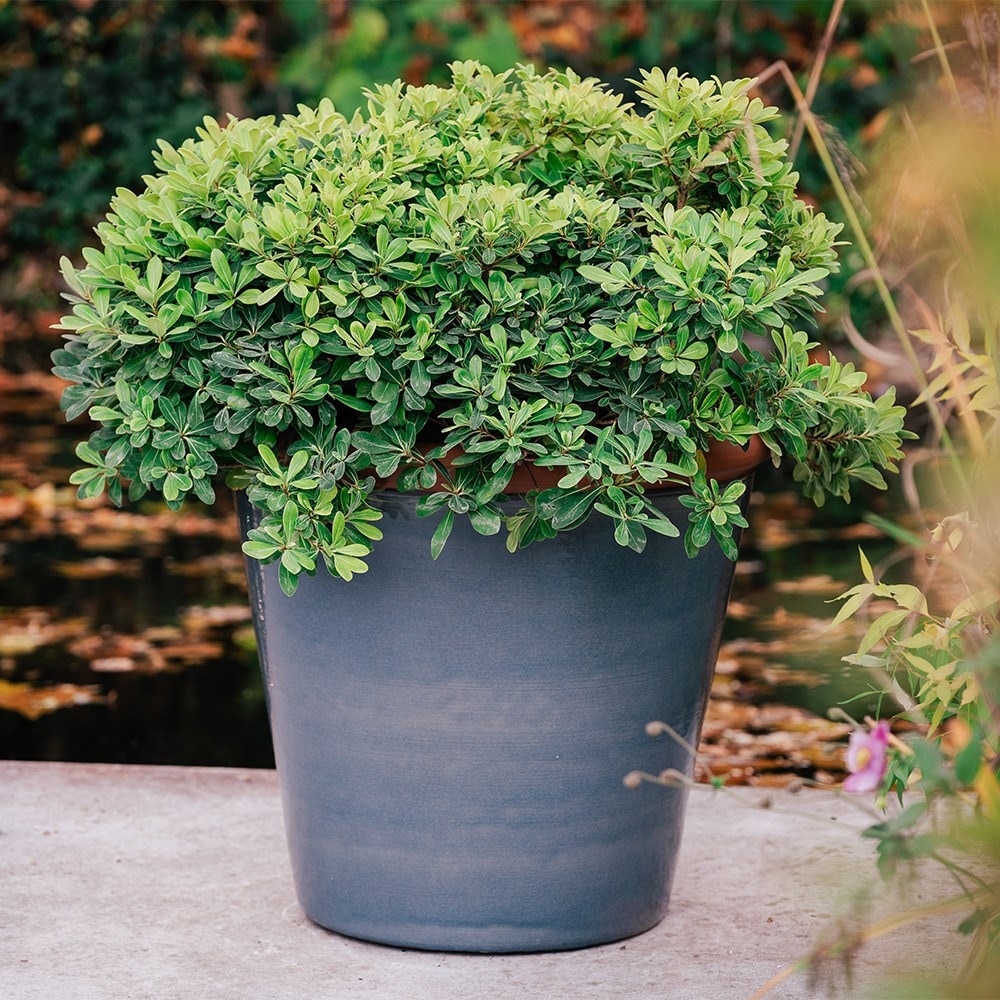 Grey tree pot