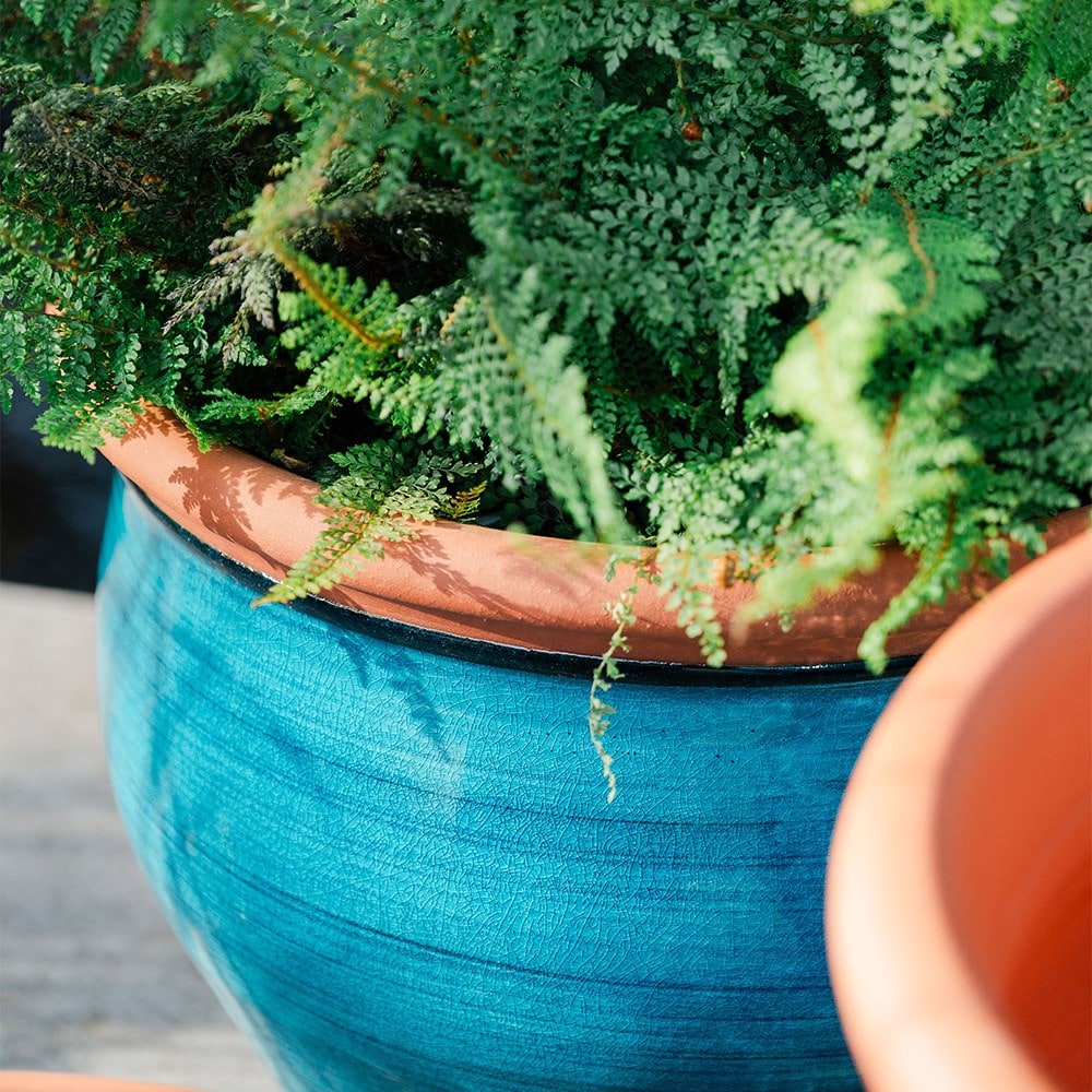 Turquoise bellied planter