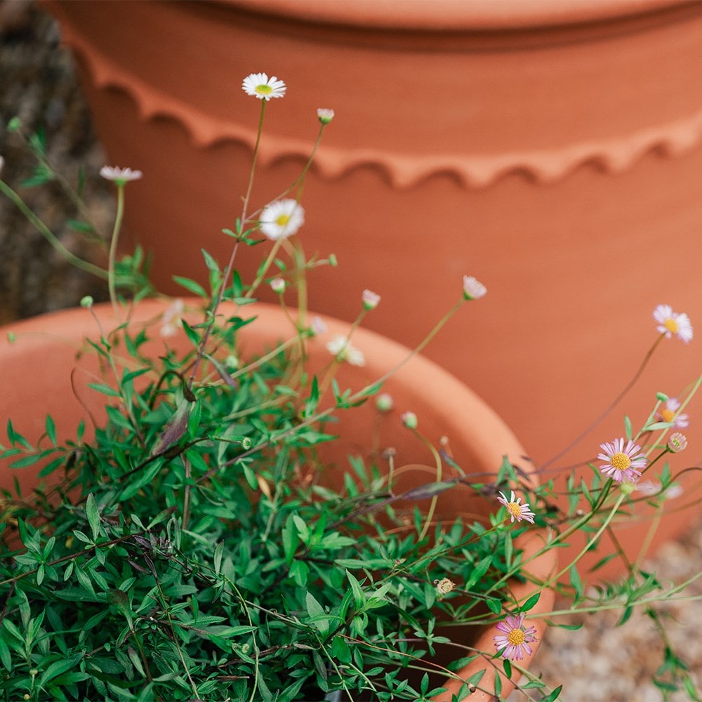 Pie crust terracotta planter