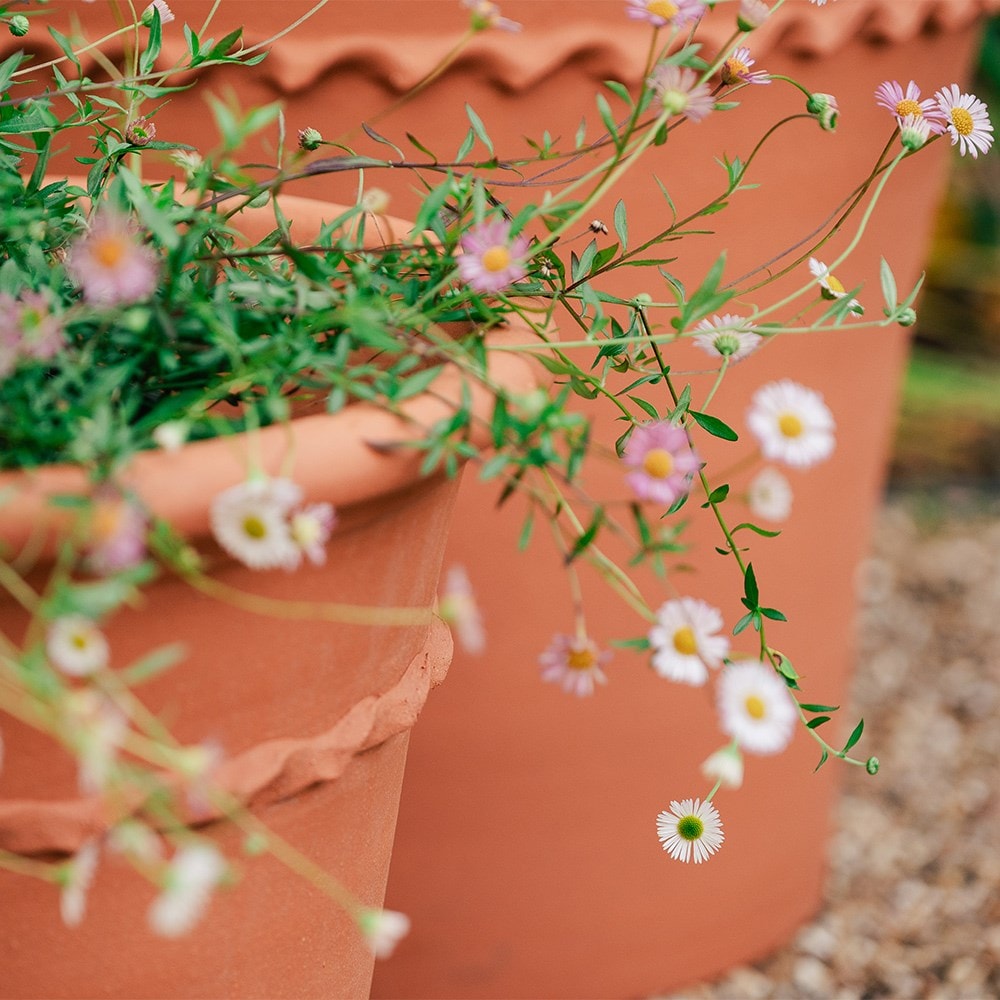 Pie crust terracotta planter