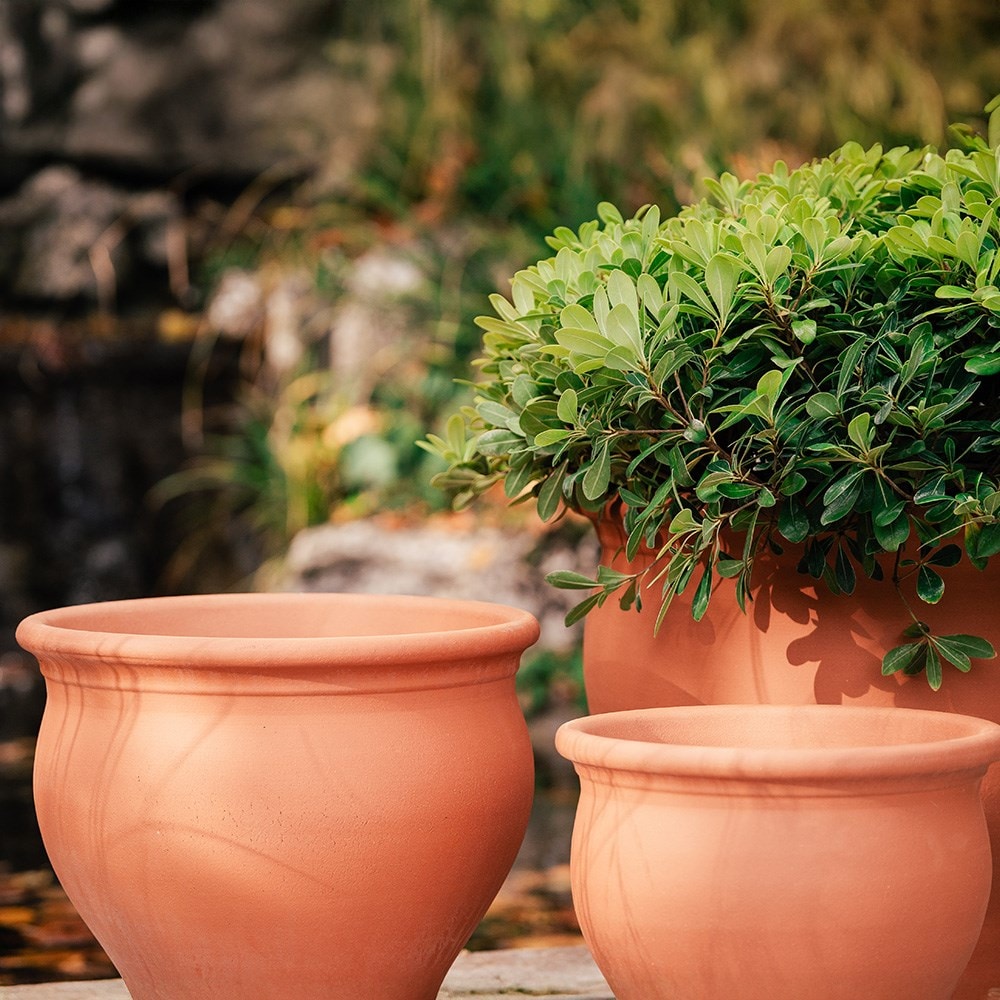 Terracotta bellied planter