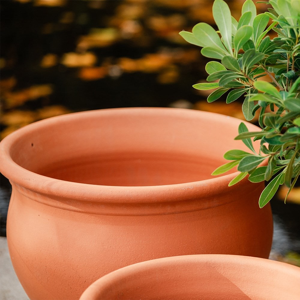 Terracotta bellied planter