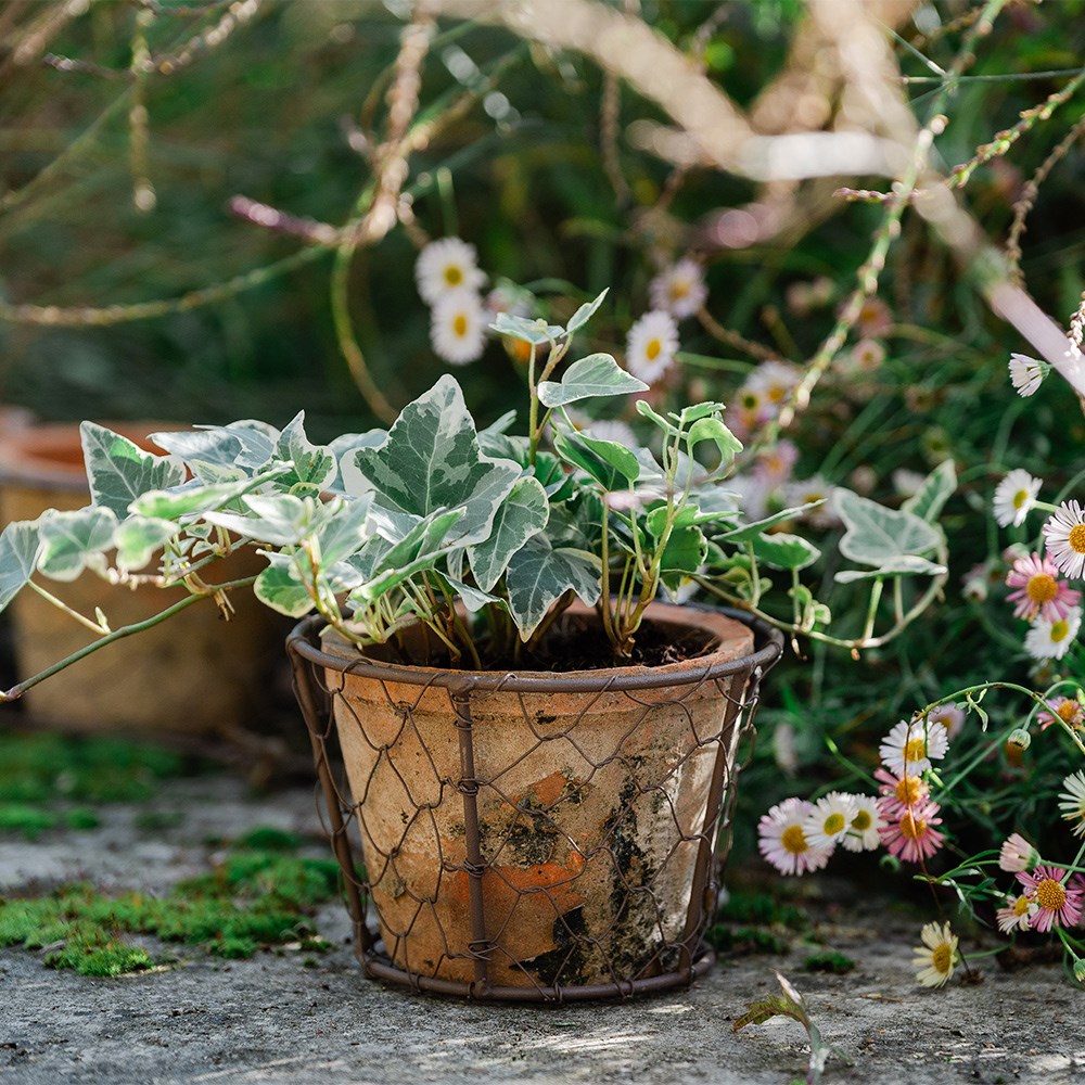Terracotta pot in basket