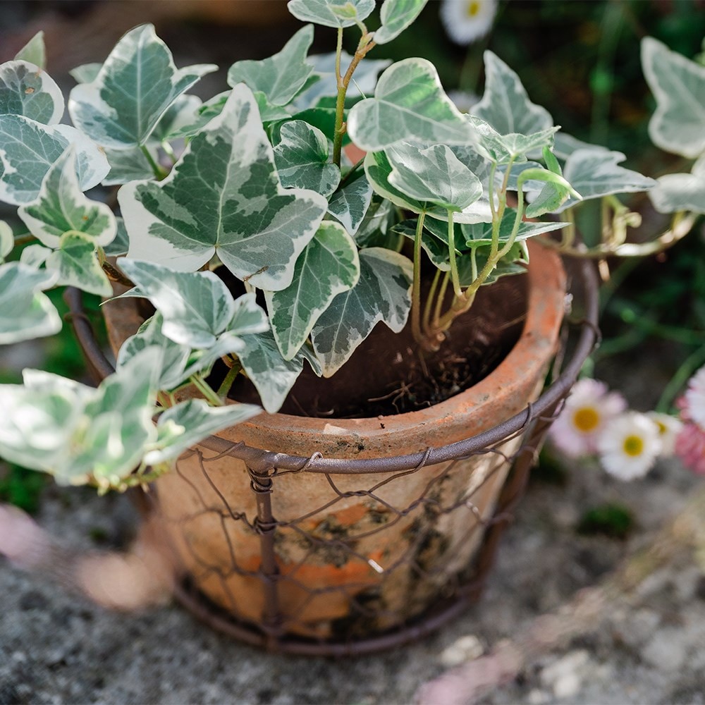 Terracotta pot in basket