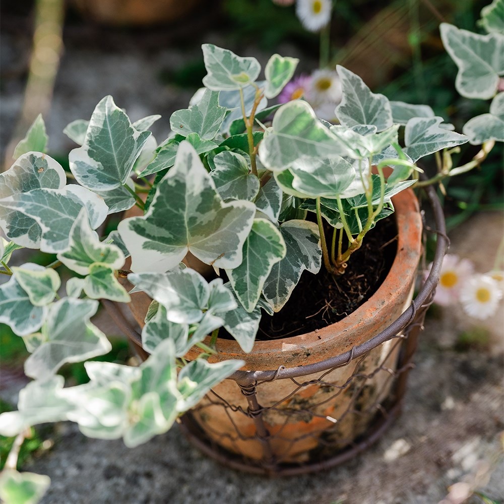 Terracotta pot in basket