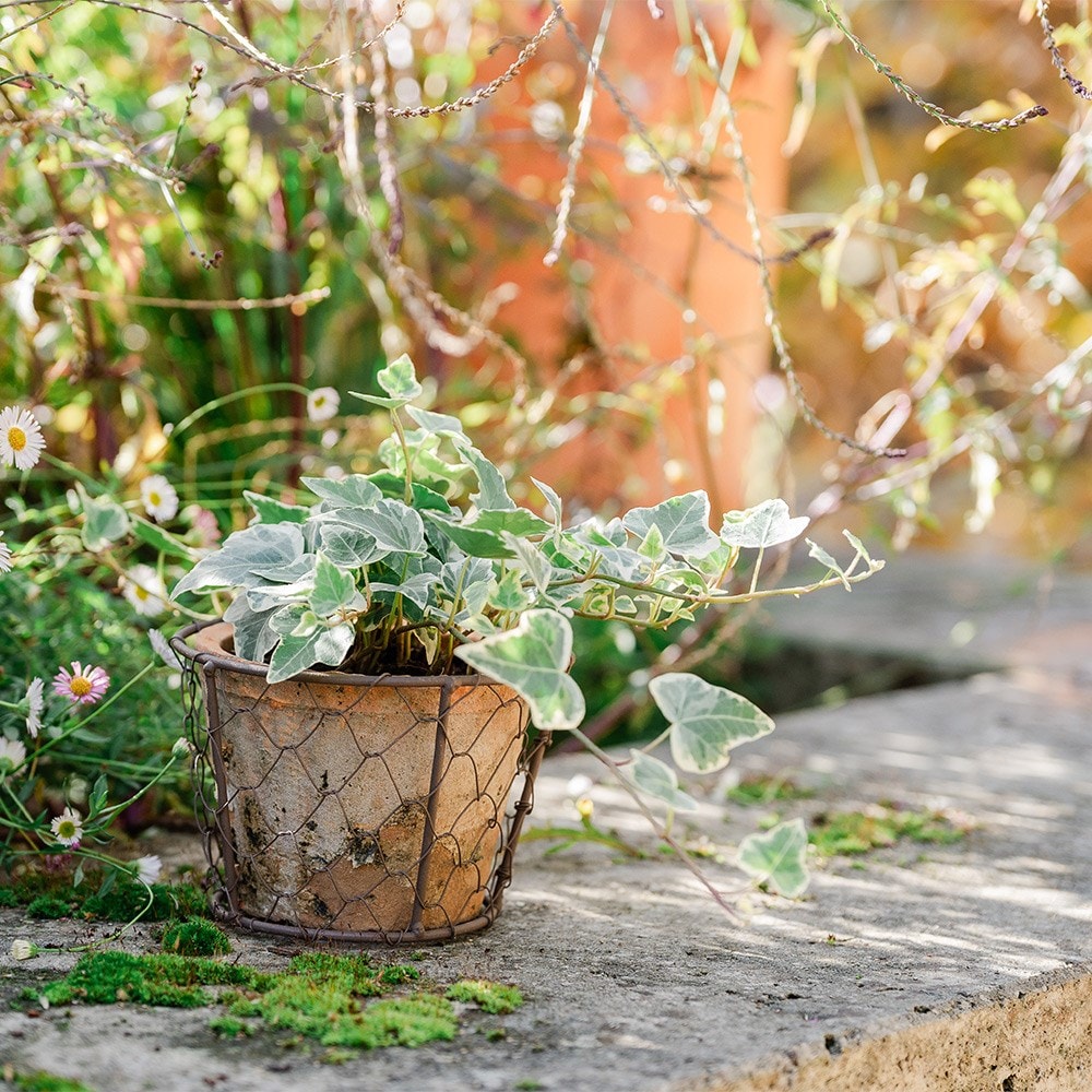 Terracotta pot in basket