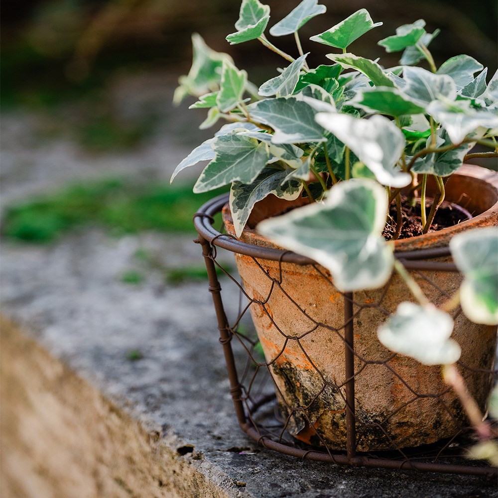 Set of three terracotta pots in basket