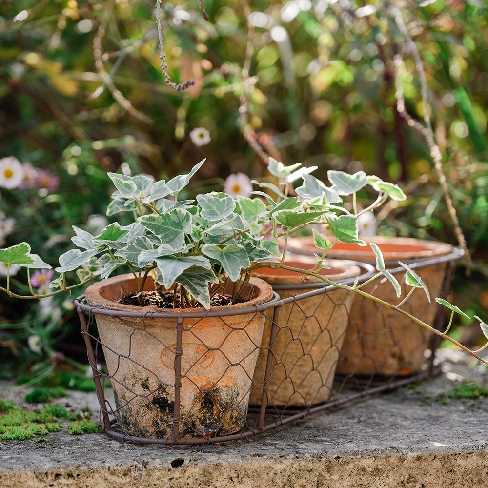 Set of three terracotta pots in basket